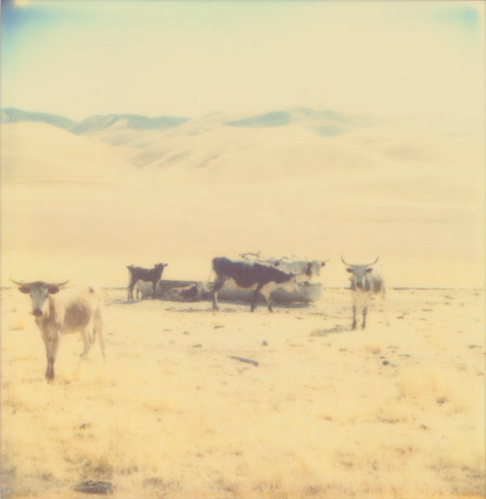 1198 cows15a.jpg